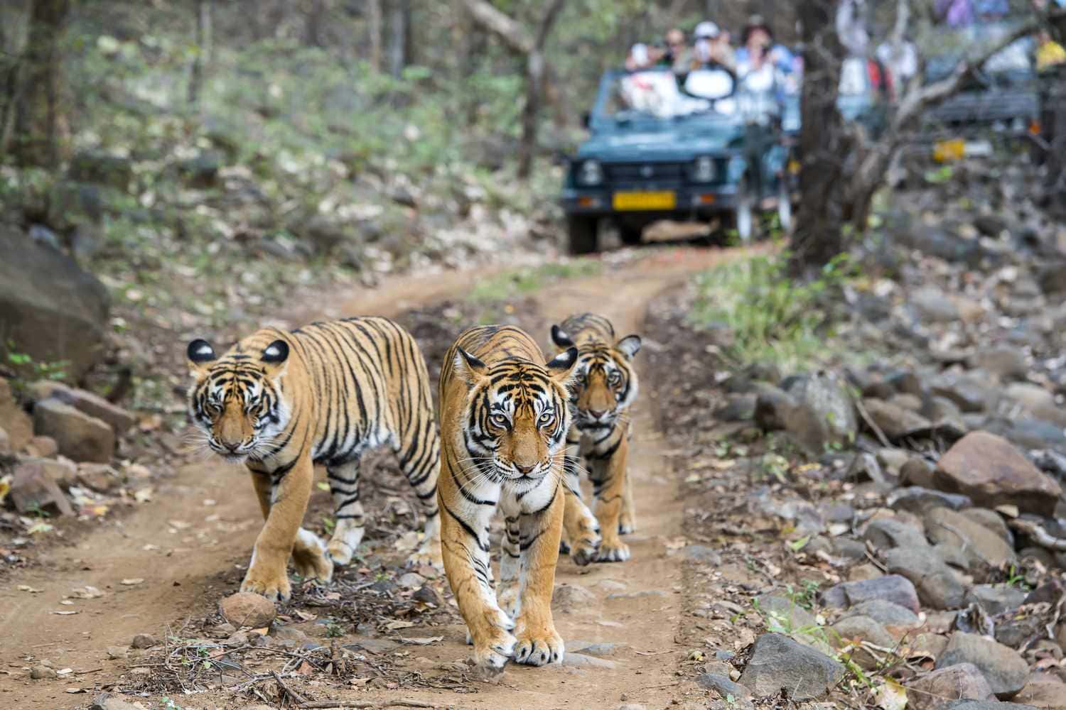 Ranthambhore resorts